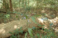 Barleria courtallica